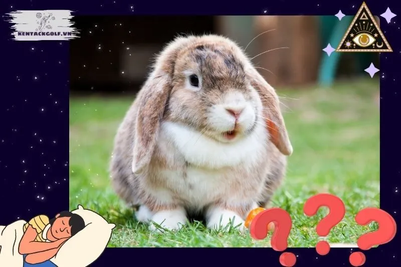 Ý nghĩa của giấc mơ thấy thỏ
