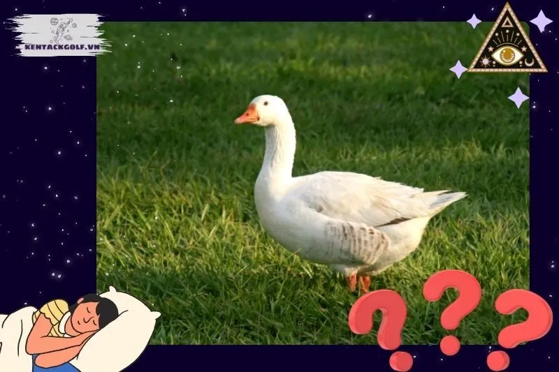 Ý nghĩa của giấc mơ thấy vịt là gì?