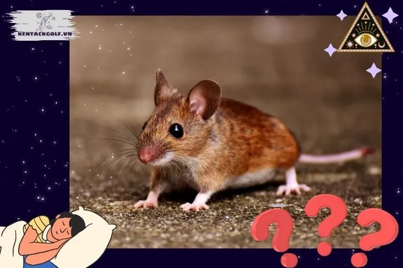 Ý nghĩa của việc nằm mơ thấy chuột