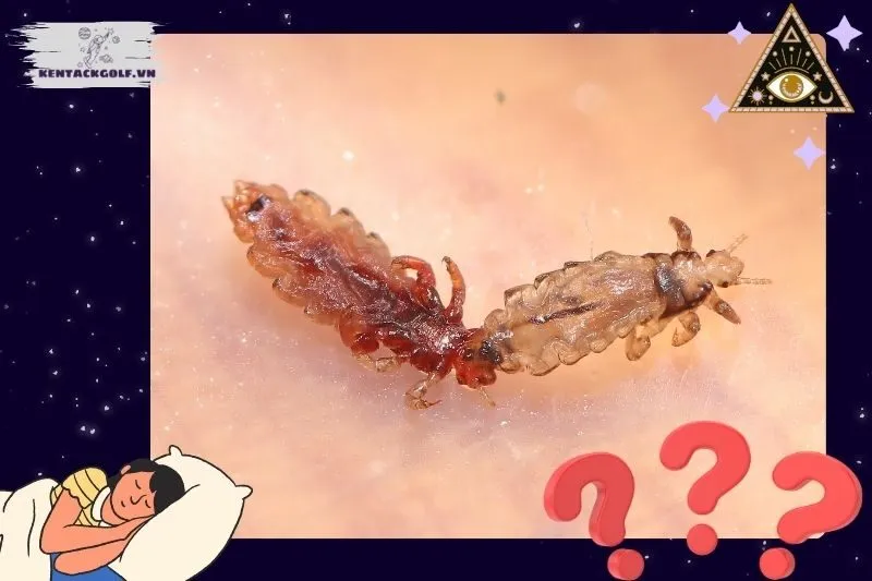 Ý nghĩa của việc nằm mơ thấy con chấy