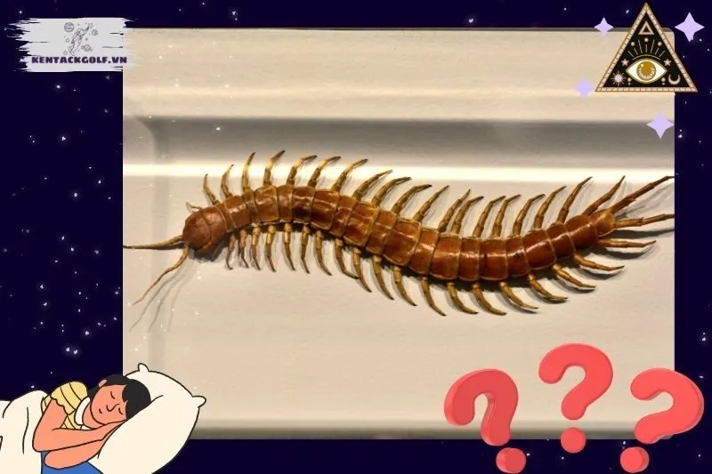 Ý nghĩa của việc nằm mơ thấy rết là gì?