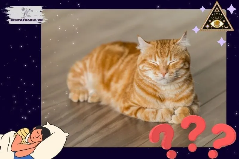 Ý nghĩa giấc mơ nằm mơ thấy mèo là gì?