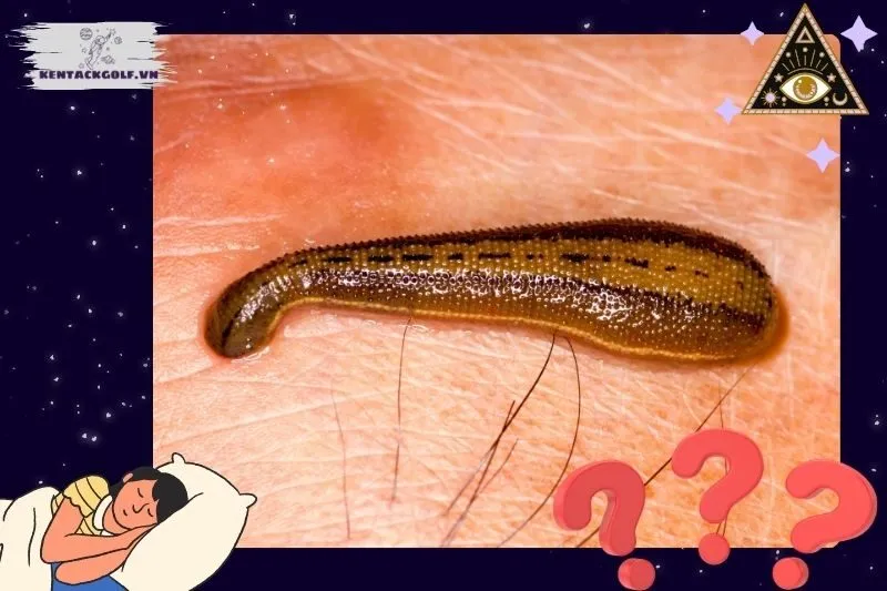 Ý nghĩa giấc mơ thấy đỉa và những điềm báo liên quan