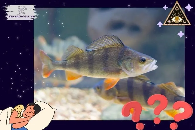 Ý nghĩa khi nằm mơ thấy cá rô