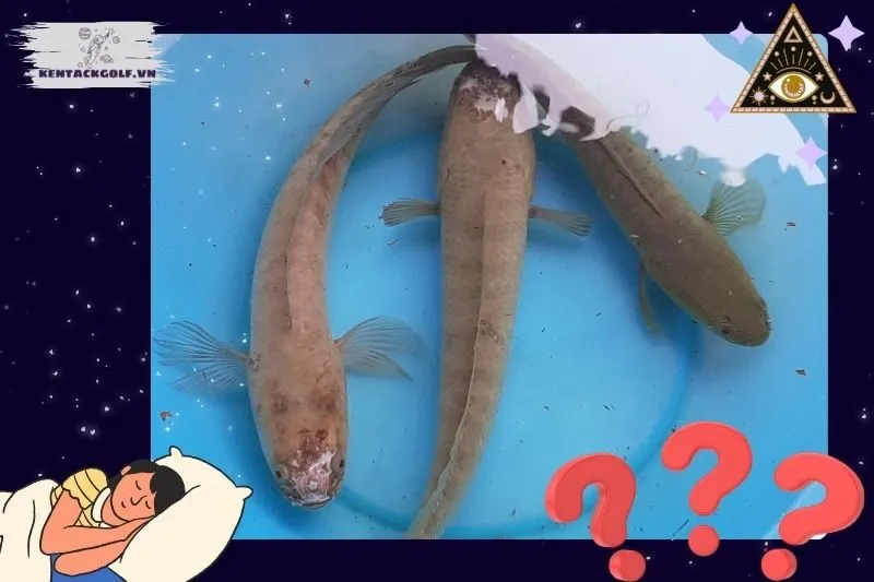 Ý nghĩa nằm mơ thấy cá lóc