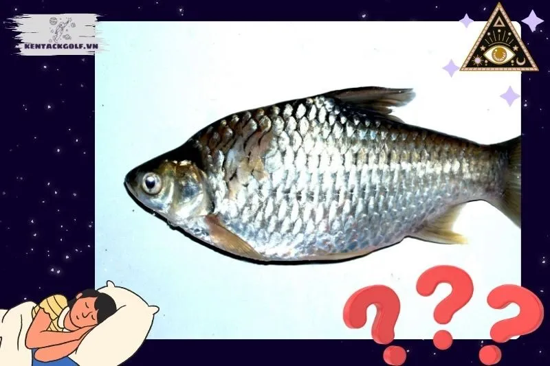 Ý Nghĩa Nằm Mơ Thấy Cá Trắng