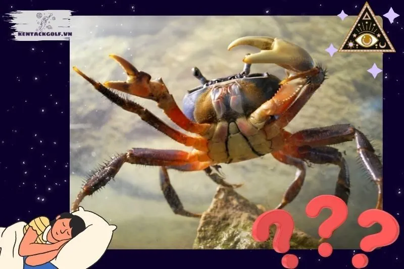 Ý Nghĩa Nằm Mơ Thấy Cua Tốt Hay Xấu