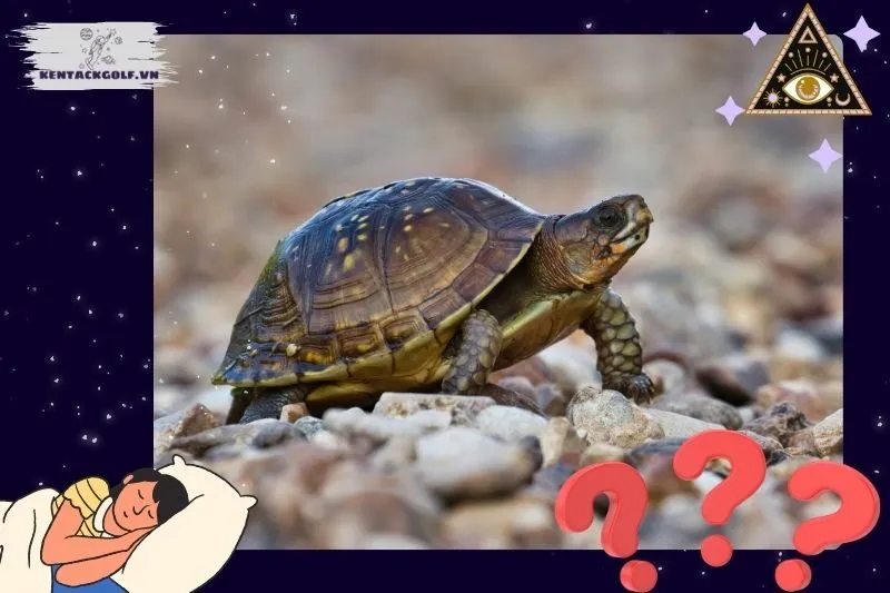 Ý nghĩa nằm mơ thấy rùa