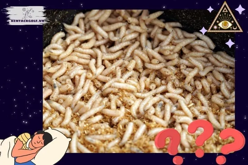 Ý nghĩa và điềm báo khi nằm mơ thấy dòi