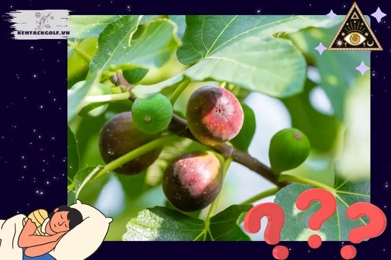 Những Điềm Báo Từ Giấc Mơ Hái Sung