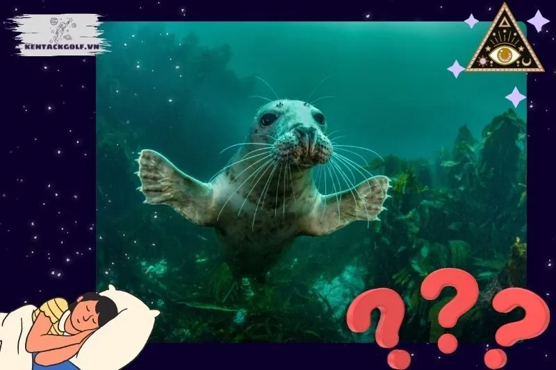 Các điềm báo khi nằm mơ thấy hải cẩu