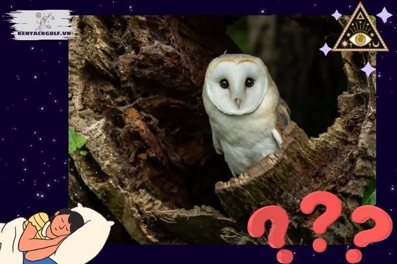 Các giấc mơ đặc biệt liên quan đến cú mèo