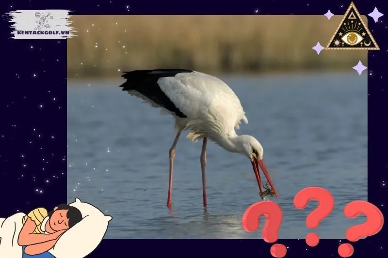 Các loại giấc mơ thấy con hạc và điềm báo của chúng