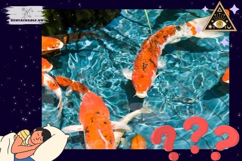 Điềm báo tốt hay xấu khi mơ thấy cá koi?