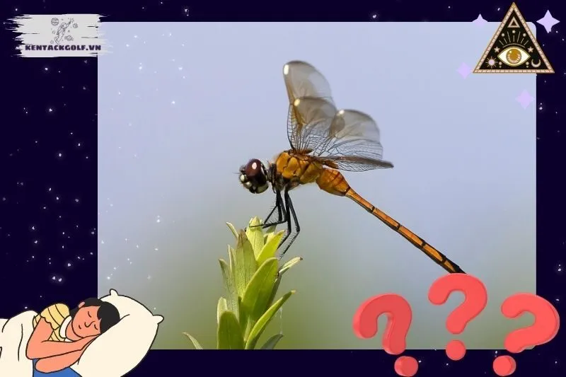 Giải mã giấc mơ thấy chuồn chuồn