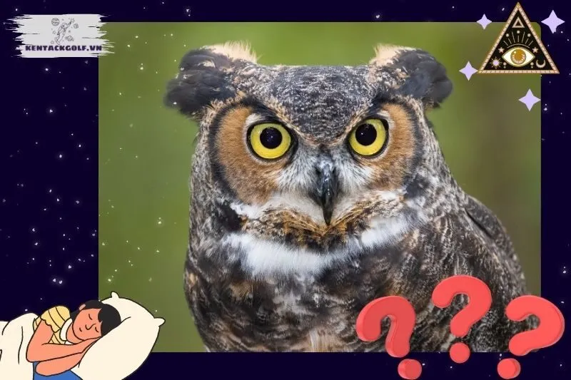 Giải mã ý nghĩa các giấc mơ về cú mèo