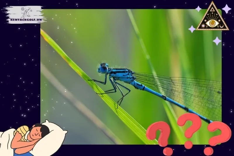 Mơ thấy chuồn chuồn: Điềm báo tài lộc và sự nghiệp