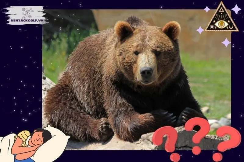 Nằm mơ thấy gấu có ý nghĩa gì?