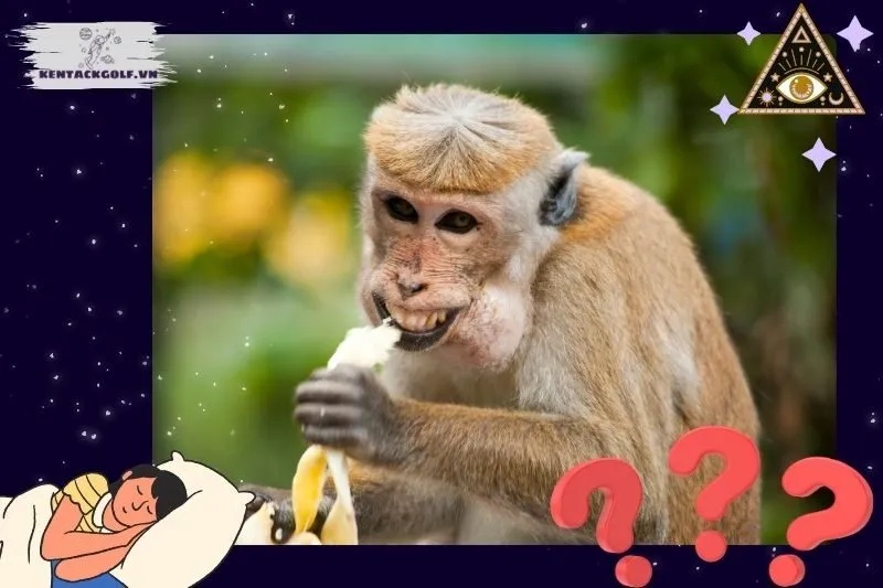 Nằm mơ thấy khỉ có ý nghĩa gì?