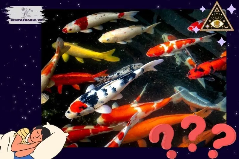 Những tình huống đặc biệt khi mơ thấy cá koi