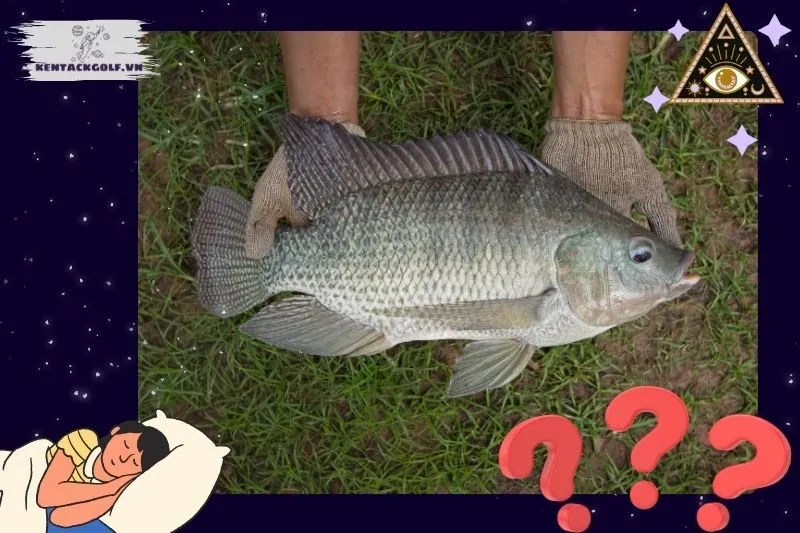 Tình huống trong giấc mơ cá rô phi và thông điệp liên quan