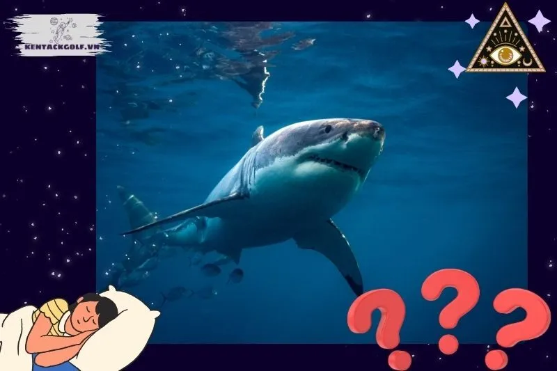 Ý nghĩa khi nằm mơ thấy cá mập