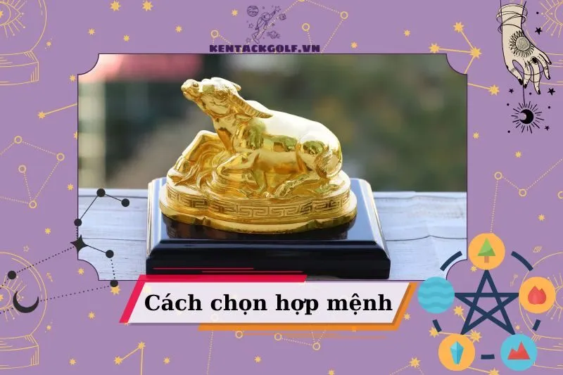 Trâu Vàng hợp với mệnh nào và tuổi nào trong phong thủy?