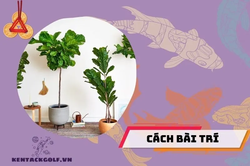 Cách bài trí cây bàng Singapore để tăng vượng khí