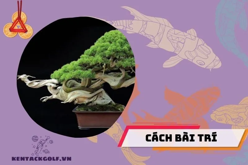 Cách bài trí cây bonsai phong thủy trong nhà và văn phòng