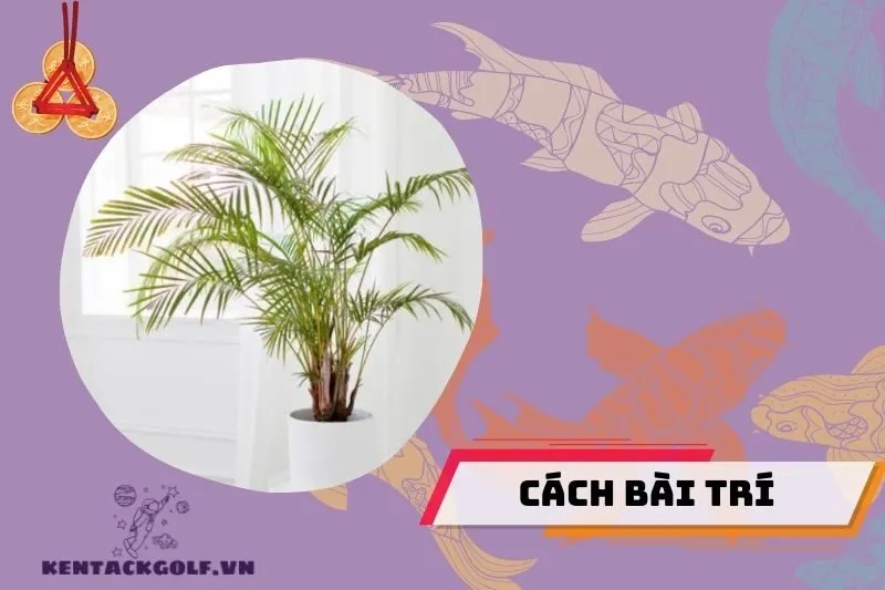 Cách bài trí cây cau cảnh hợp phong thủy