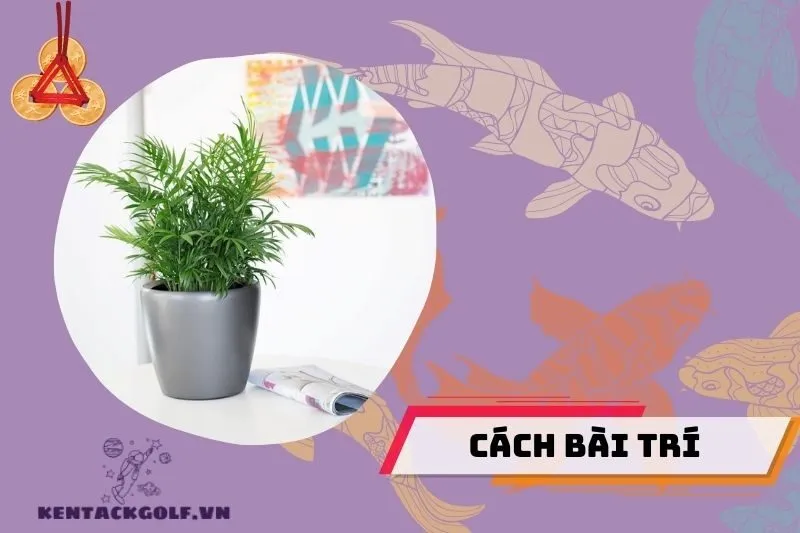 Cách bài trí cây cau tiểu trâm theo phong thủy
