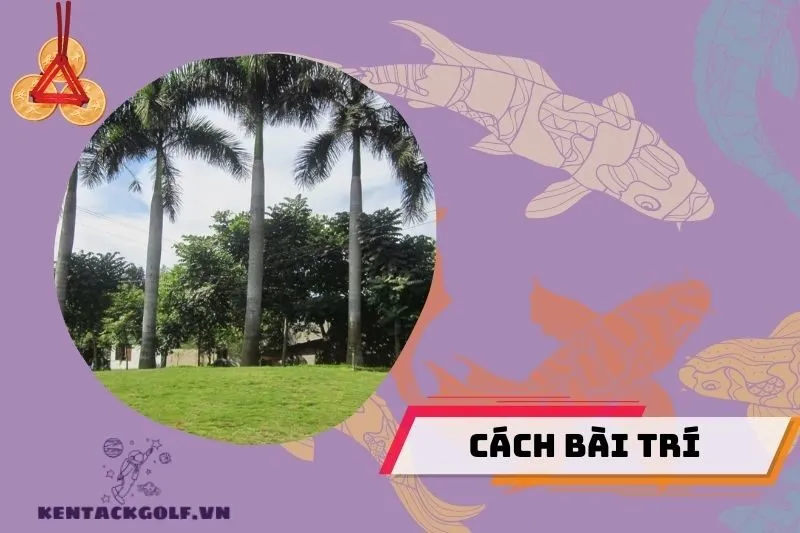 Vị trí trồng cây cau vua giúp tăng tài lộc và sinh khí