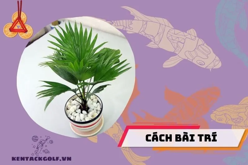 Cách bài trí cây cọ cảnh phong thuỷ trong nhà
