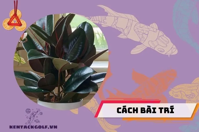 Công dụng của cây đa búp đỏ trong phong thủy và đời sống