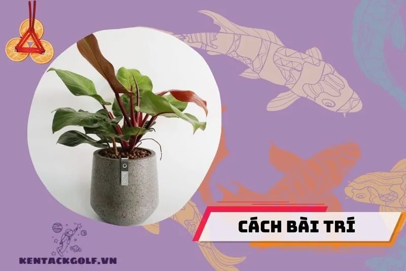 Cách bài trí cây đế vương phong thủy trong nhà và văn phòng