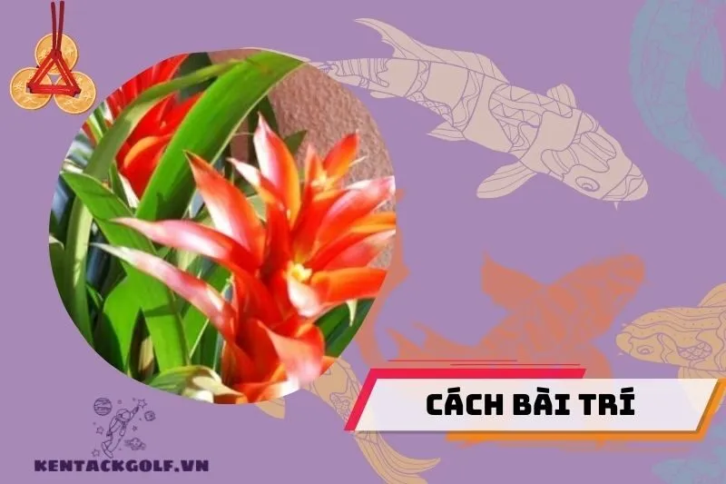 Cách bài trí cây dứa cảnh nến trong không gian sống