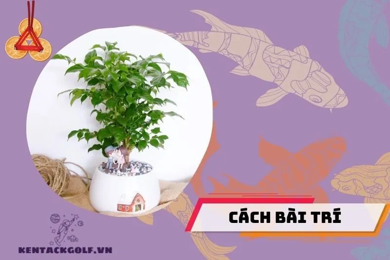 Cách Bài Trí Cây Hạnh Phúc Trong Nhà Để Tăng Hiệu Quả Phong Thủy