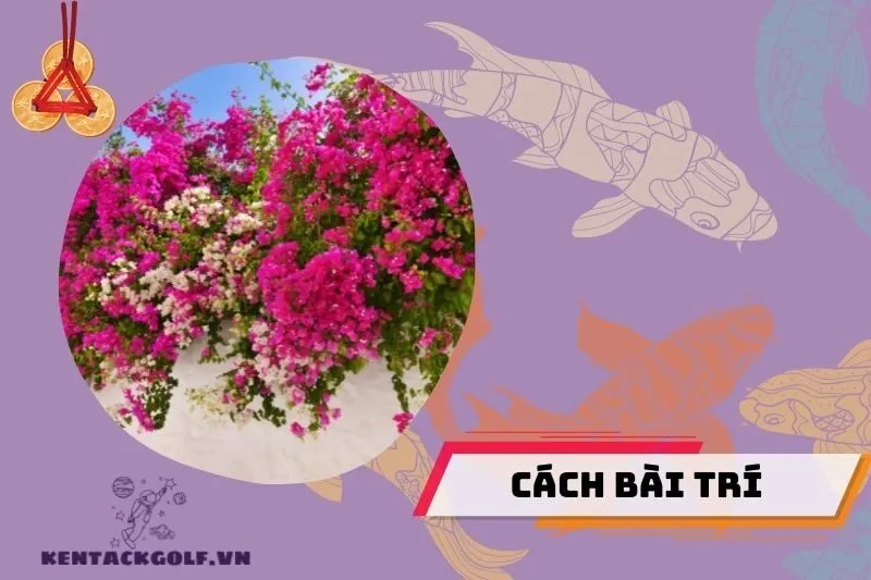 Vị trí trồng cây hoa giấy trong nhà sao cho hợp phong thuỷ