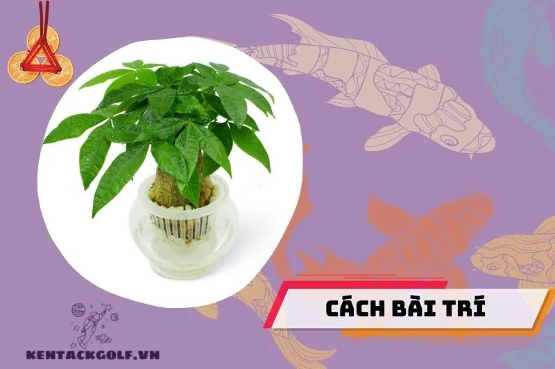 Cách bài trí cây kim ngân phong thuỷ trong nhà và nơi làm việc