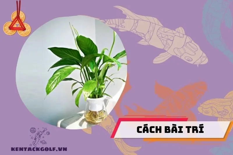 Cách bài trí cây lan ý trong nhà để thu hút tài lộc