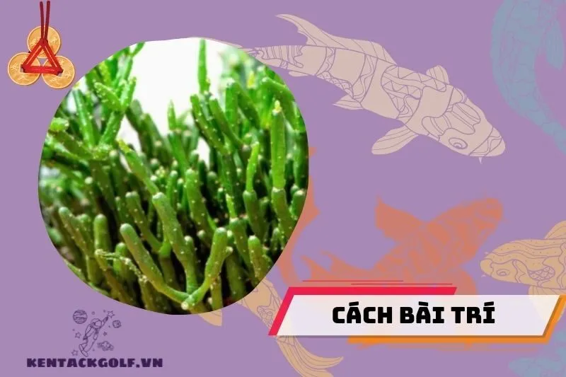 Hướng dẫn bài trí cây lộc nhung trong nhà hợp phong thủy