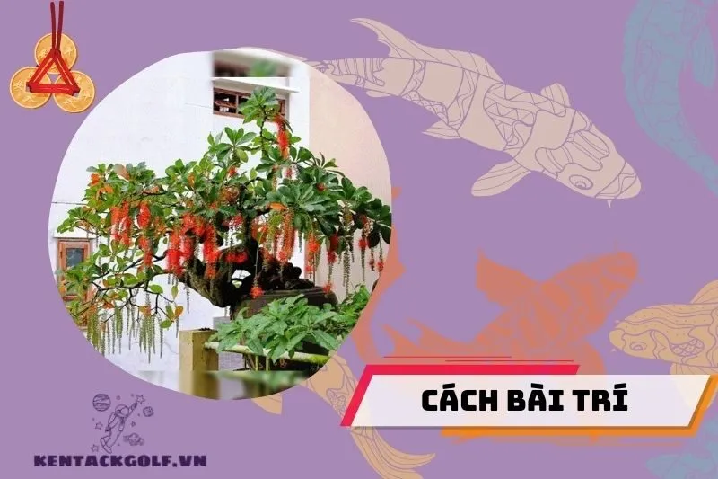 Cách chọn và bố trí cây lộc vừng theo phong thủy