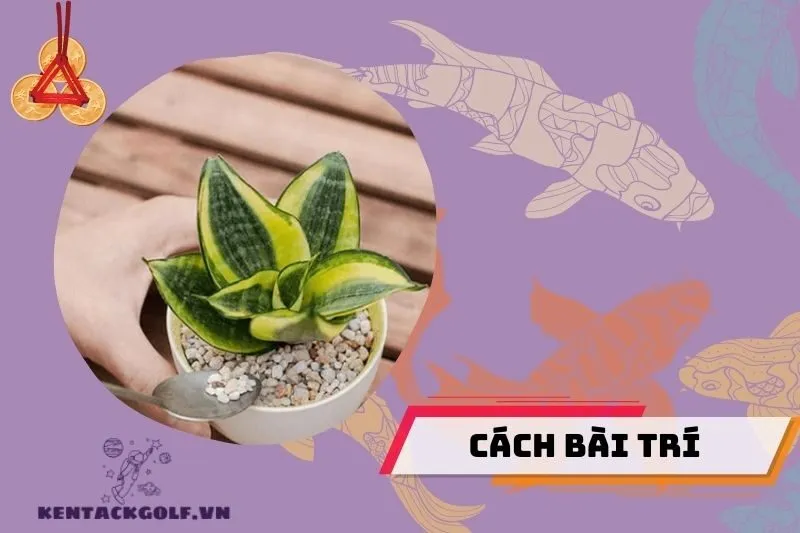 Cách đặt cây lưỡi hổ theo phong thủy để hút tài lộc