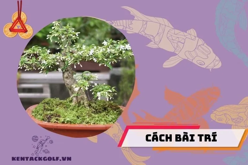 Vị trí đặt cây mai chiếu thủy theo phong thủy