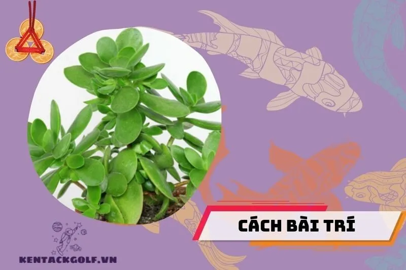 Cách bài trí cây ngọc bích để thu hút tài lộc, may mắn