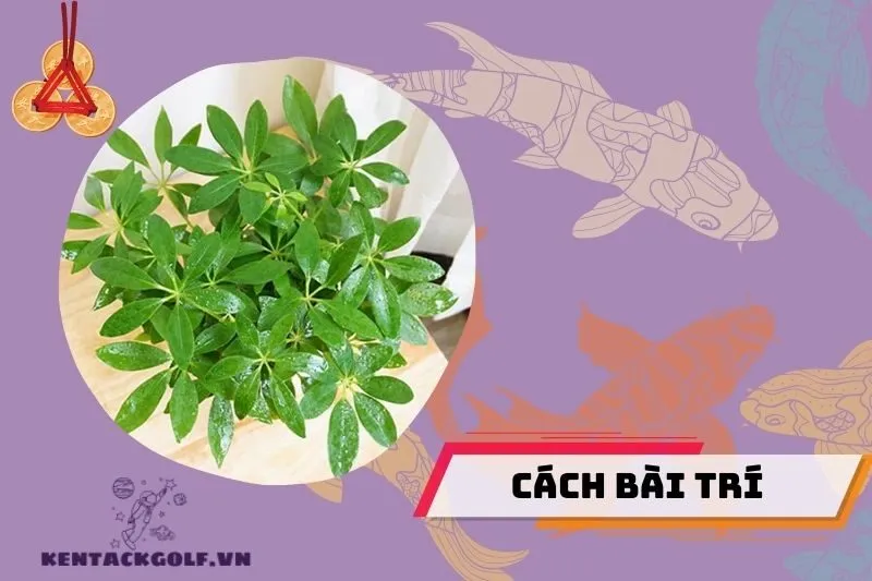 Cách bài trí cây ngũ gia bì để thu hút tài lộc và may mắn