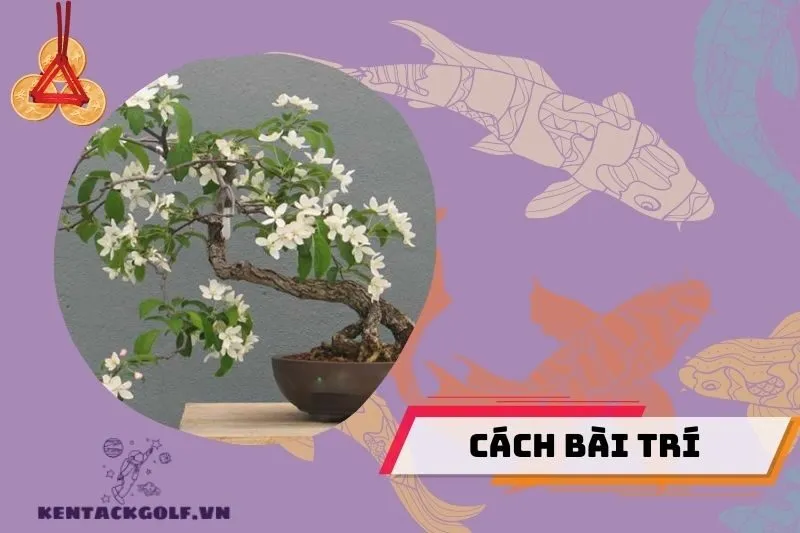 Cây nguyệt quế phong thủy nên đặt ở đâu?