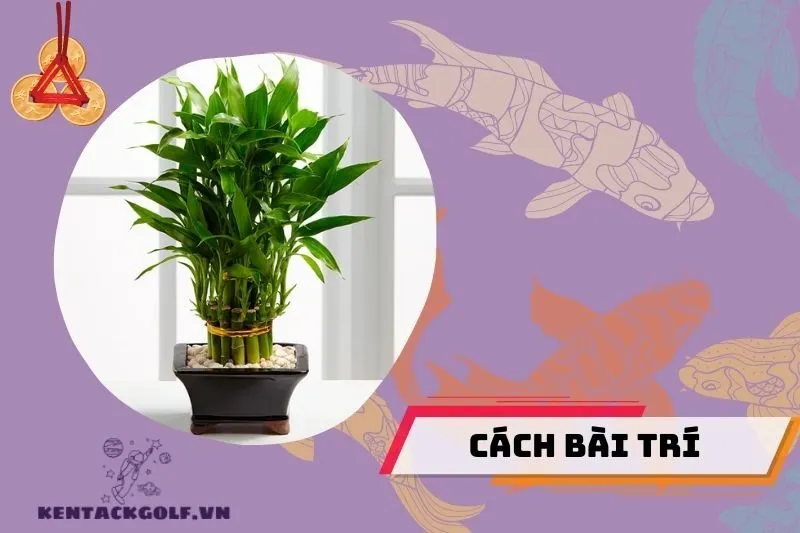Hướng đặt cây phát tài phong thủy để kích tài lộc