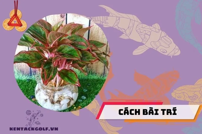 Cách bài trí cây phú quý để thu hút tài lộc và may mắn