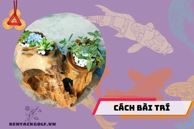 Cách bài trí cây sen đá phong thủy để thu hút tài lộc